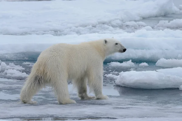 Urso Polar Selvagem Gelo Pacote Mar Ártico Close — Fotografia de Stock