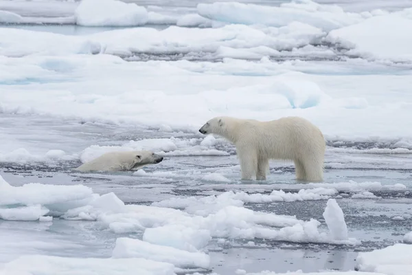 Deux Jeunes Ours Polaires Sauvages Jouent Sur Banquise Mer Arctique — Photo