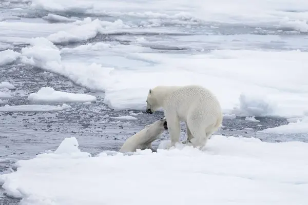 Két Fiatal Vad Jegesmedvék Játszik Jégtáblák Sarkvidéki Tengeri Északi Svalbard — Stock Fotó