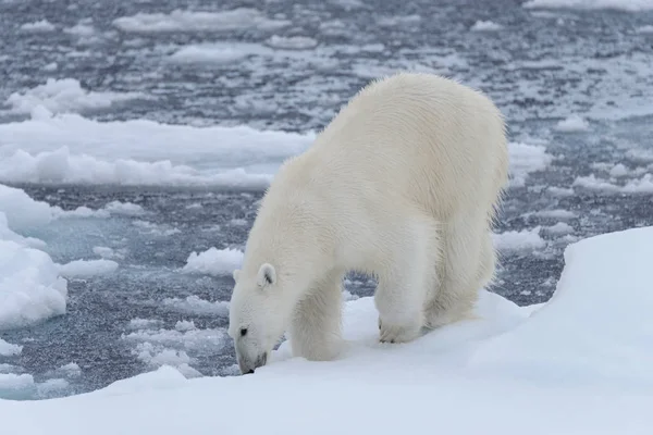 북극곰을 닫습니다 — 스톡 사진
