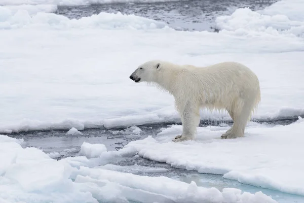 Dos Jóvenes Osos Polares Salvajes Jugando Sobre Hielo Mar Ártico — Foto de Stock