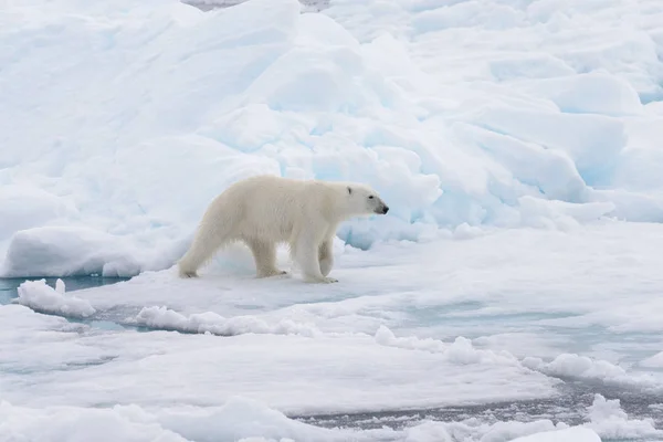 Orso Polare Selvatico Che Acqua Ghiaccio Pack Nel Mare Artico — Foto Stock