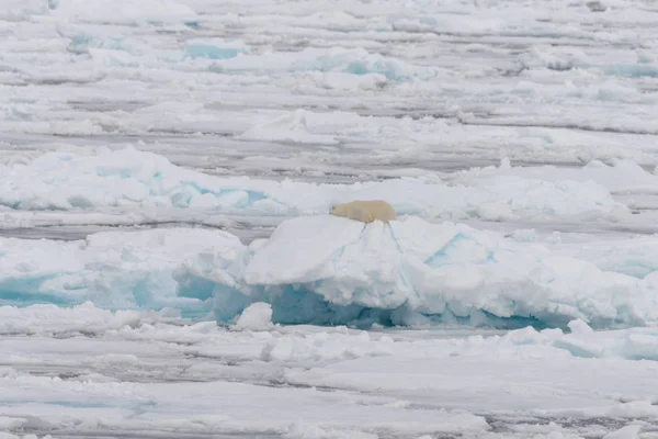 Wild polar bear sleeping on pack ice
