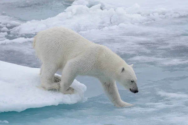 Urso Polar Selvagem Gelo Pacote Mar Ártico — Fotografia de Stock