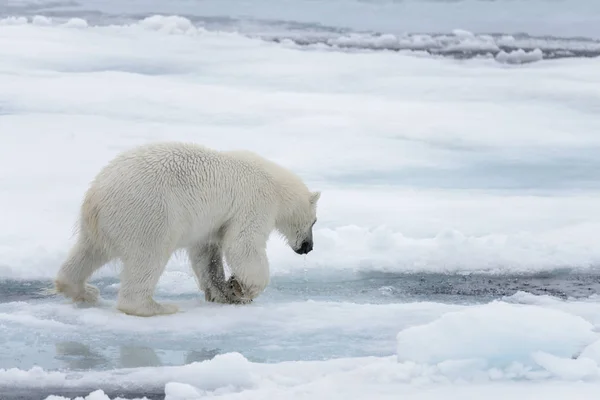 Orso Polare Selvatico Cerca Acqua Pack Ghiaccio Nel Mare Artico — Foto Stock