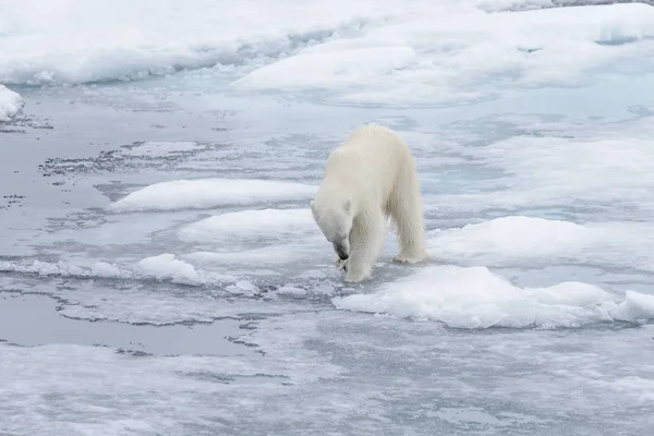 野生のホッキョクグマが北極海の氷の上に水を探して — ストック写真