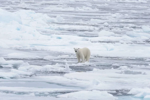 Два Молодых Белых Медведя Играют Паковом Льду Арктическом Море Северу — стоковое фото