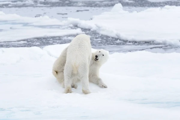 Due Giovani Orsi Polari Selvatici Che Giocano Sul Pack Ice — Foto Stock