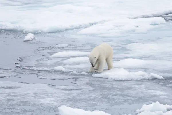 Oso Polar Salvaje Mirando Agua Sobre Hielo Del Paquete Mar — Foto de Stock