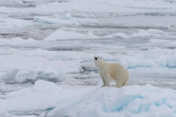 Urso Polar Selvagem Gelo Pacote Mar Ártico — Fotografia de Stock