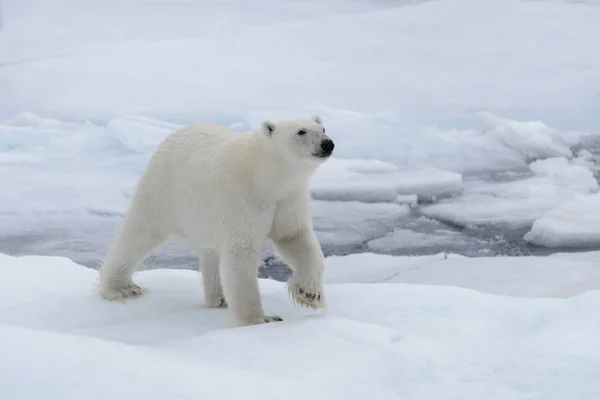 바다에 떠다니는 북극곰 — 스톡 사진