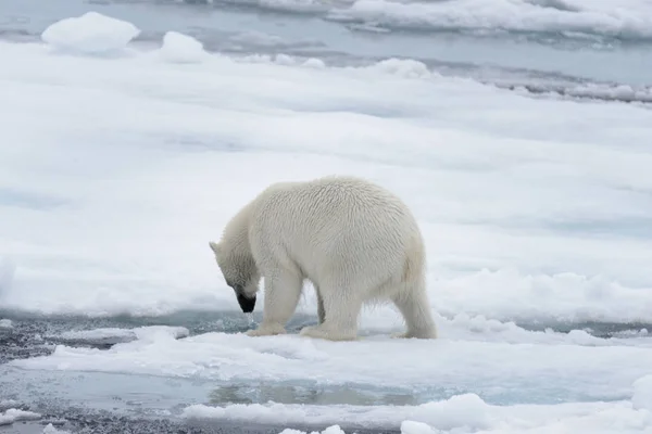 Urso Polar Selvagem Olhando Água Gelo Pacote Mar Ártico — Fotografia de Stock