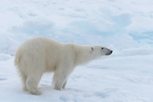 北極海の氷に野生のホッキョクグマをクローズ アップ — ストック写真