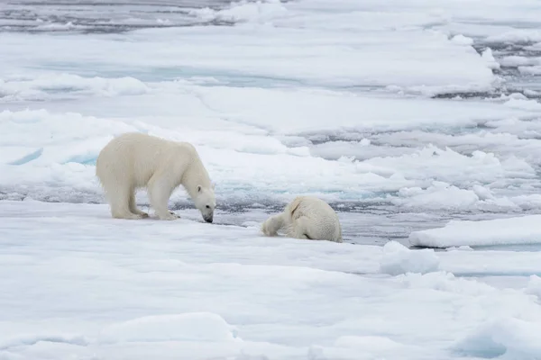 Due Giovani Orsi Polari Selvatici Che Giocano Sul Pack Ice — Foto Stock