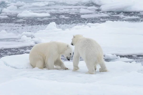 북극곰 스발바르 북쪽에 얼음에 — 스톡 사진