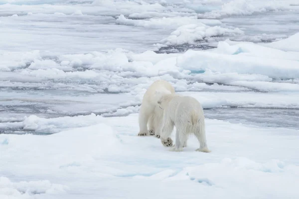 北極海の流氷で遊ぶ 若い野生のホッキョクグマは — ストック写真