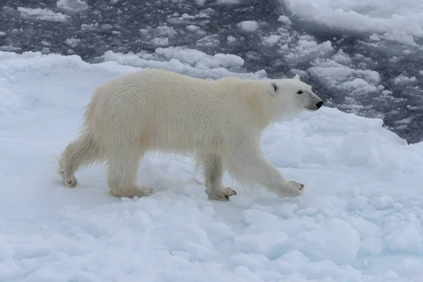 Kuzey Kutup Denizi Nde Buzun Üstünde Vahşi Kutup Ayısı — Stok fotoğraf