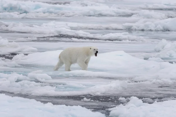 Oso Polar Salvaje Paquete Hielo Mar Ártico —  Fotos de Stock