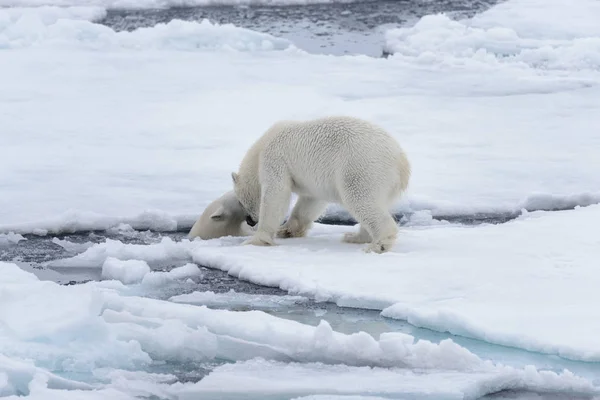 Két Fiatal Vad Jegesmedvék Játszik Jégtáblák Sarkvidéki Tengeri Északi Svalbard — Stock Fotó