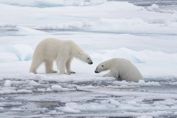 Két Fiatal Vad Jegesmedvék Játszik Jégtáblák Sarkvidéki Tengeri Északi Svalbard — Stock Fotó