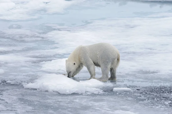 Υγρή Πολική Αρκούδα Πακέτο Πάγου Στην Αρκτική Θάλασσα — Φωτογραφία Αρχείου