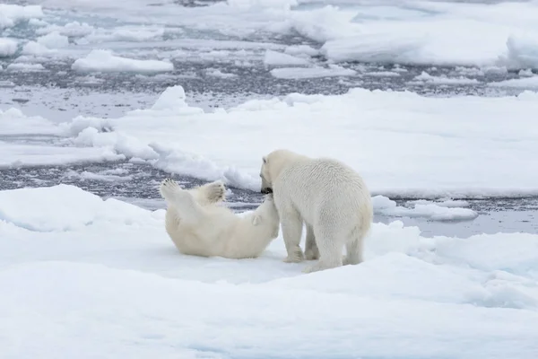 Два Молодих Диких Моржі Грає Pack Льоду Арктичні Моря — стокове фото