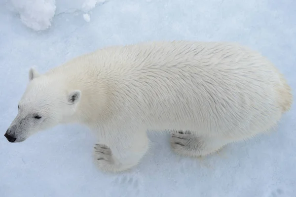 Дикий Білий Ведмідь Pack Льоду Арктичні Моря Верхнього Повітряні Зору — стокове фото