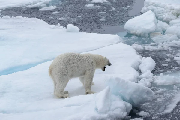 Orso Polare Selvatico Branco Nel Mare Artico — Foto Stock