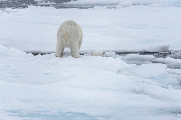 Két Fiatal Vad Jegesmedvék Játszik Jégtáblák Sarkvidéki Tengeri Északi Svalbard — Stock Fotó