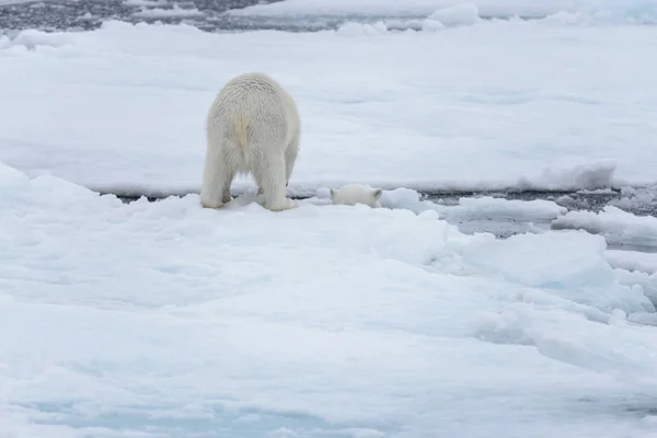 Dos Jóvenes Osos Polares Salvajes Jugando Sobre Hielo Mar Ártico — Foto de Stock