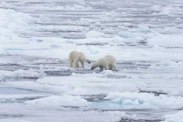 Δύο Μικρά Άγρια Πολικές Αρκούδες Παίζουν Πακέτο Πάγου Στην Αρκτική — Φωτογραφία Αρχείου