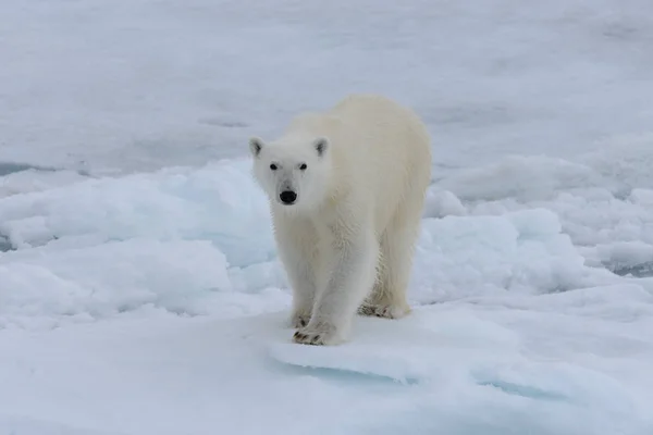 Urso Polar Selvagem Gelo Pacote Mar Ártico — Fotografia de Stock