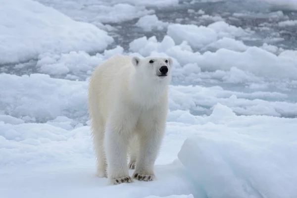 Arctic Deniz Buz Paketi Üzerinde Yabani Kutup Ayısı Yakın Çekim — Stok fotoğraf