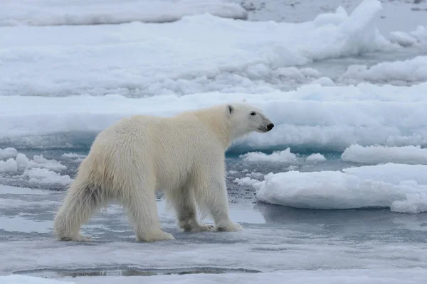 北極海の氷に野生のホッキョクグマをクローズ アップ — ストック写真