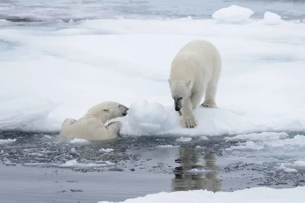 Két Fiatal Vad Jegesmedvék Játszik Jégtáblák Sarkvidéki Tengeri Északi Svalbard — Stock Fotó