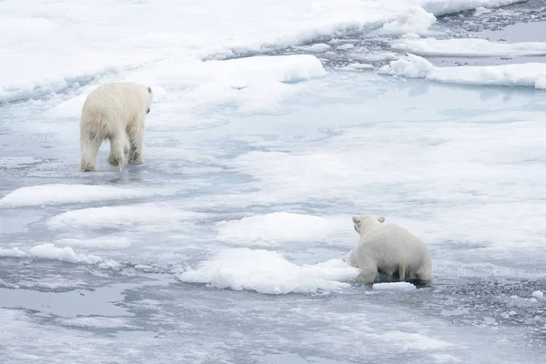 Dos Jóvenes Osos Polares Salvajes Jugando Sobre Hielo Mar Ártico —  Fotos de Stock