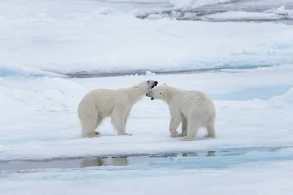 Dois Jovens Ursos Polares Selvagens Brincando Gelo Mar Ártico Norte — Fotografia de Stock