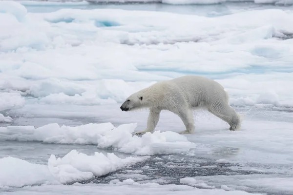 Wet Polar Bear Going Pack Ice Arctic Sea — Stock Photo, Image