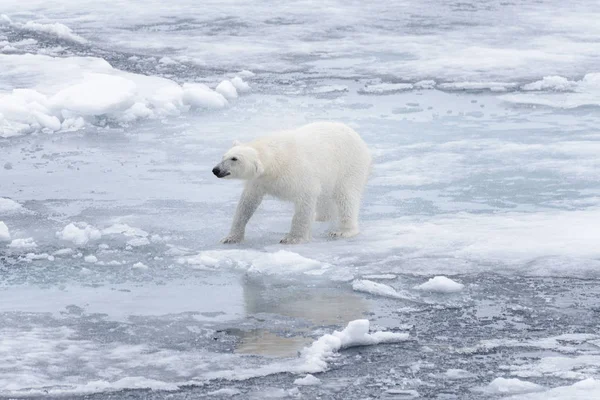 Natte Ijsbeer Pakijs Het Arctische Zee Afschudden — Stockfoto