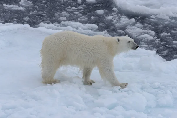 Urso Polar Selvagem Gelo Pacote Mar Ártico — Fotografia de Stock