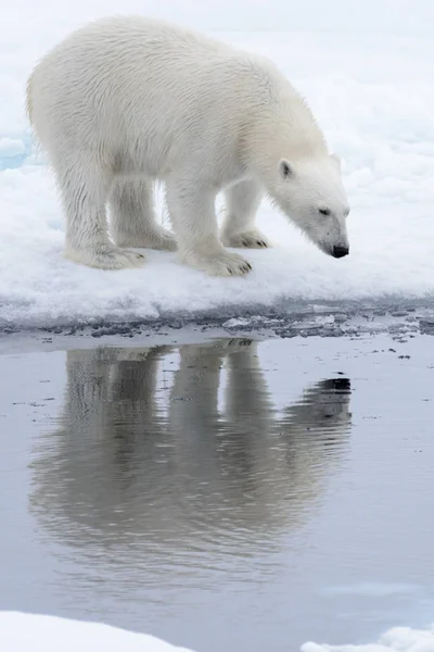 Ursul Polar Sălbatic Uită Reflecția Apă Gheața Din Marea Arctică — Fotografie, imagine de stoc