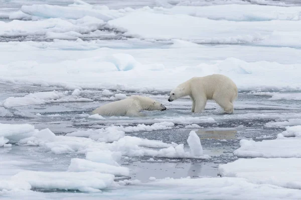 Két Fiatal Vad Jegesmedvék Játszik Jégtáblák Sarkvidéki Tengeri Északi Svalbard — Stock Fotó