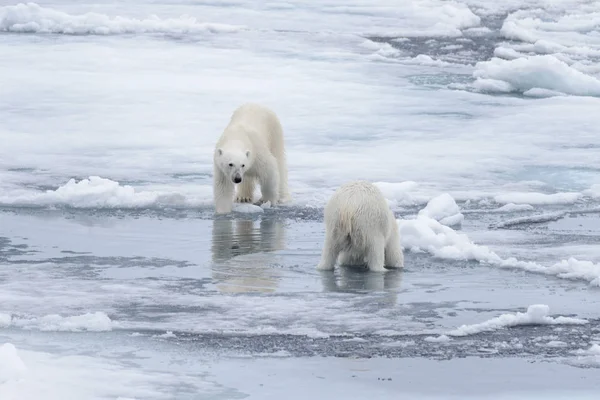 Dos Jóvenes Osos Polares Salvajes Jugando Sobre Hielo Mar Ártico —  Fotos de Stock