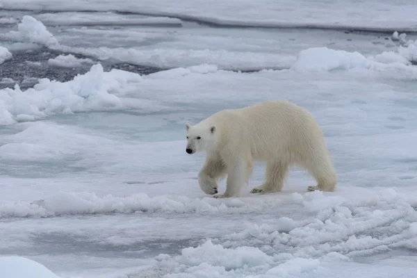 Oso Polar Salvaje Paquete Hielo Mar Ártico — Foto de Stock