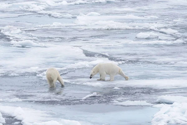 Dos Jóvenes Osos Polares Salvajes Jugando Sobre Hielo Mar Ártico —  Fotos de Stock