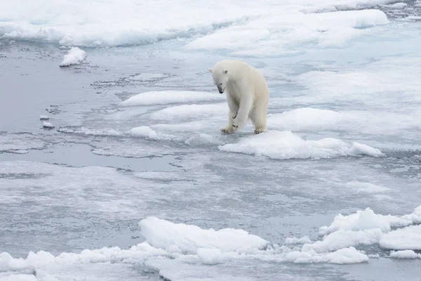 Oso Polar Salvaje Mirando Agua Sobre Hielo Del Paquete Mar —  Fotos de Stock