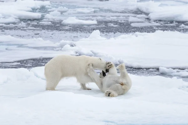Dvě Mladé Divoké Ledních Medvědů Ledu Arktidě Moři — Stock fotografie
