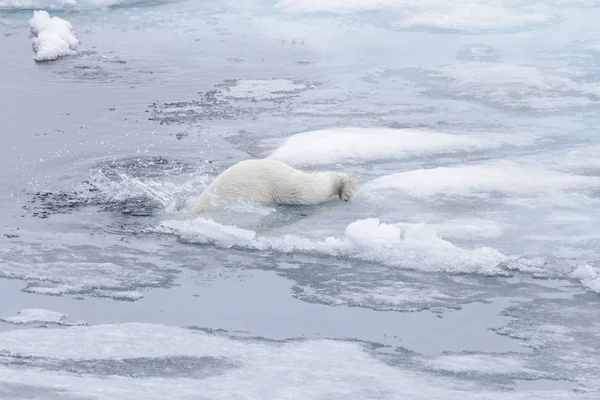 Polar Bear Ursus Maritimus Swimming Arctic Sea Close — Stock Photo, Image