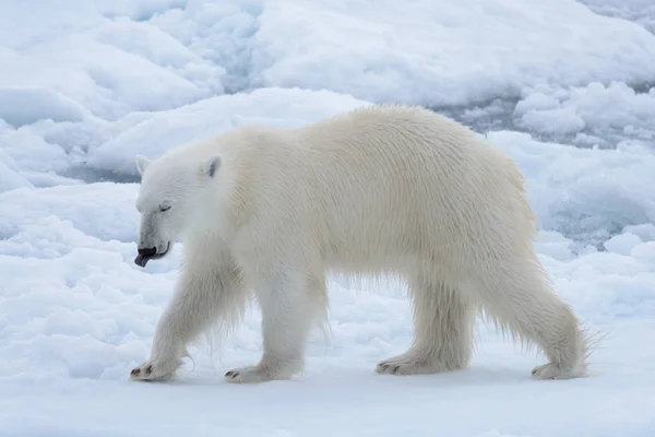 stock image Wild polar bear on pack ice in Arctic sea close up