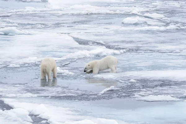 Dos Jóvenes Osos Polares Salvajes Jugando Sobre Hielo Mar Ártico — Foto de Stock